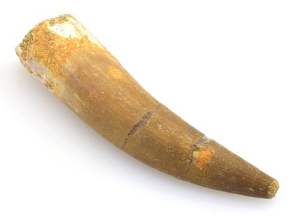 plesiosaurus maroko zub 28