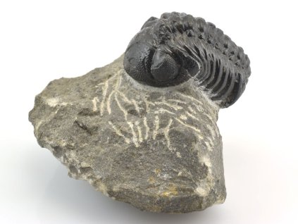 trilobit devon maroko 70a