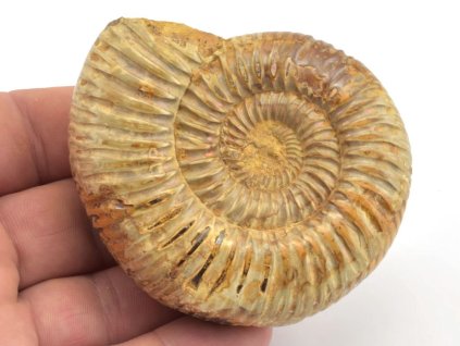 Amonit perisphinctes madagaskar 60