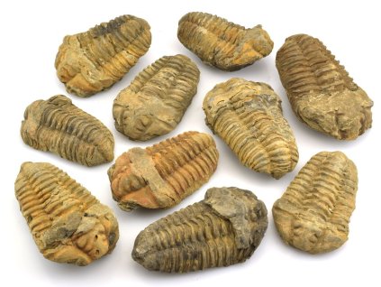 trilobit maroko a