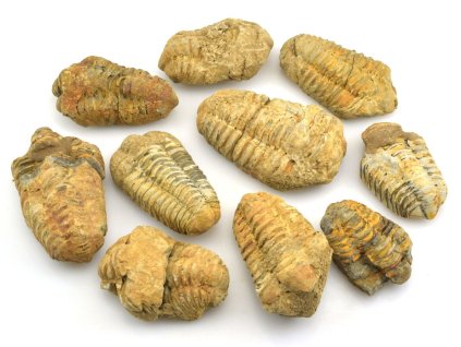 trilobiti 4 6cm maroko sada 10ks