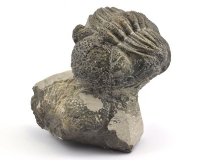 Velký zkamenělý trilobit Drotops megalomanicus z Jebel Issoumour v Maroku.