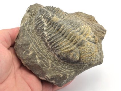 Fosilie trilobita Drotops megalomanicus – velký exemplář z devonu.