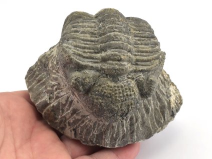 Pravá sběratelská fosilie trilobita Drotops megalomanicus, devon.