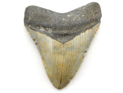 megalodon 1