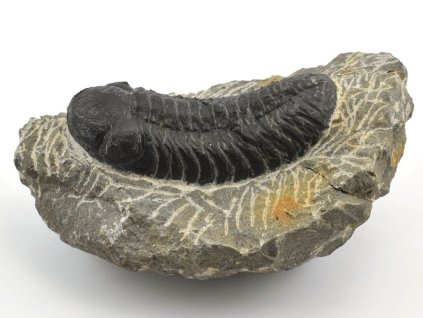 trilobit maroko fosilie 72a