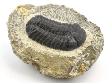 trilobit maroko fosilie 74c