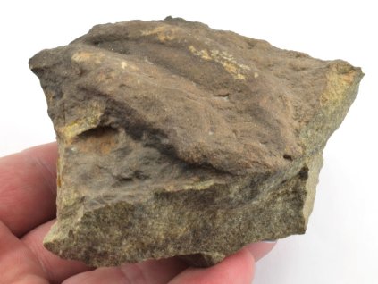 Rusophycus, fosilní stopy trilobitů v mořském sedimentu.