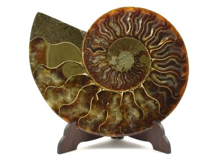 amonit cleoniceras 28