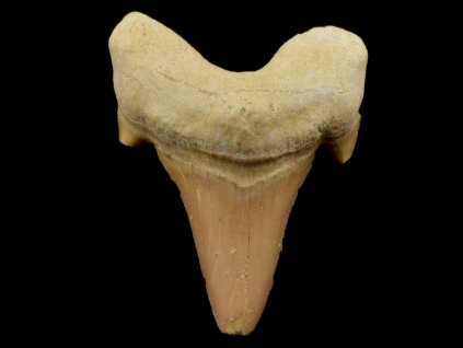 otodus 62