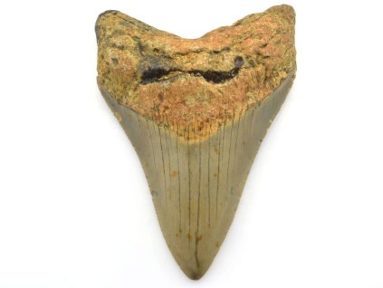 megalodon 3