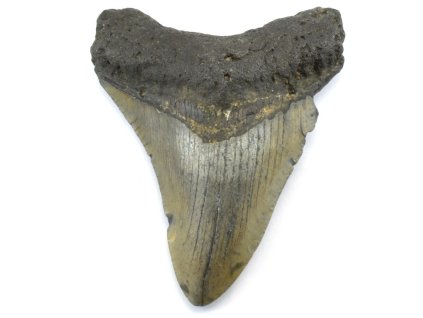 megalodon zub usa 24