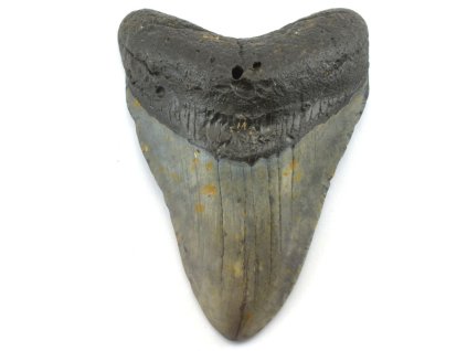megalodon zub usa 31