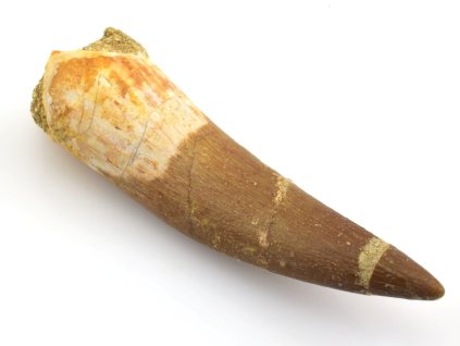 plesiosaurus maroko zub 25