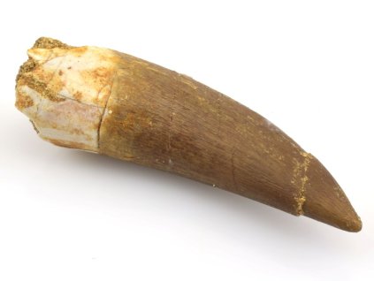 plesiosaurus maroko zub 51