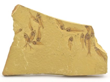 ryba gosiutichthys 4