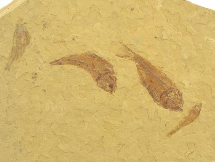 ryba gosiutichthys 7a