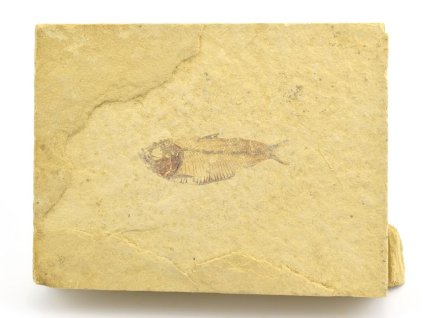 ryba gosiutichthys 19