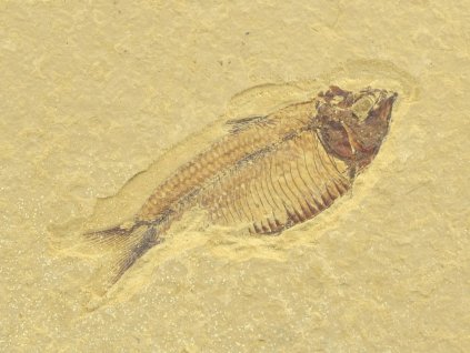 ryba gosiutichthys 20a