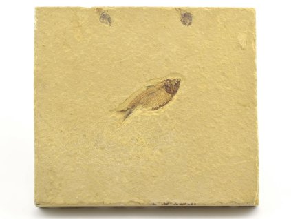 ryba gosiutichthys 20