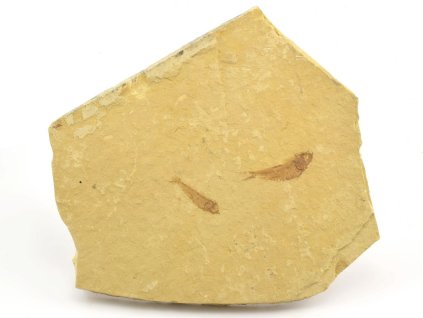 ryba gosiutichthys 27