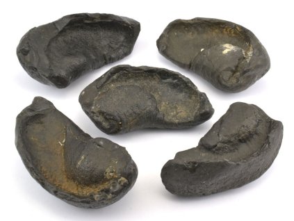 Zkamenělé ušní kosti velryb z Pleistocénu, pravé fosilie z Jižní Karolíny na prodej.