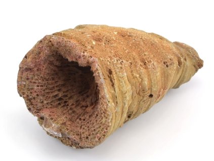 koral rugosa 3
