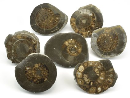 Amoniti z Whitby, druh Dactylioceras commune, leštěné poloviny fosilií 6–7 cm k prodeji.