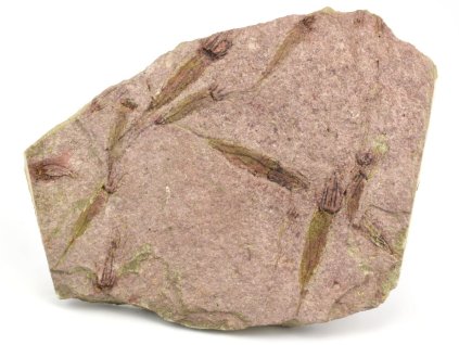 pralilijice 10