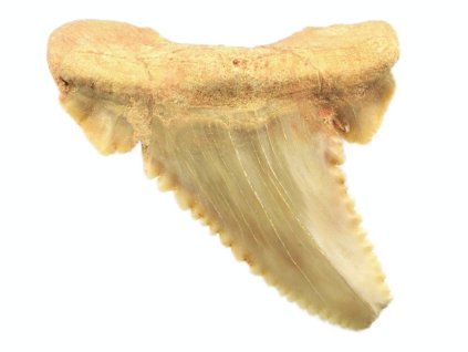 palaeocarcharodon 2