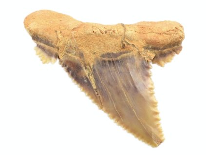 palaeocarcharodon 3