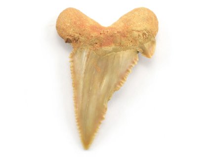 palaeocarcharodon 8
