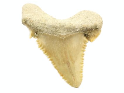 palaeocarcharodon 11