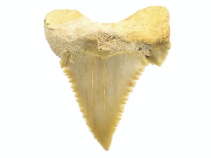 palaeocarcharodon 13