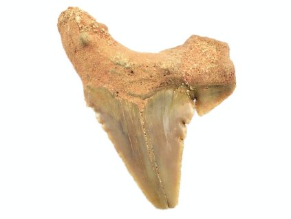 palaeocarcharodon 16