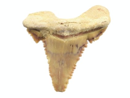 palaeocarcharodon 17