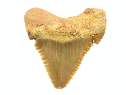 palaeocarcharodon 19