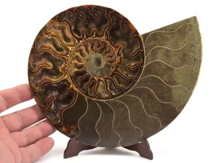 amonit polovina 1