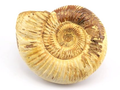 amonit perisphinctes cely 5a