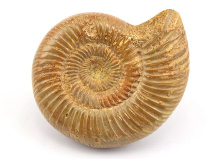 amonit perisphinctes cely 8