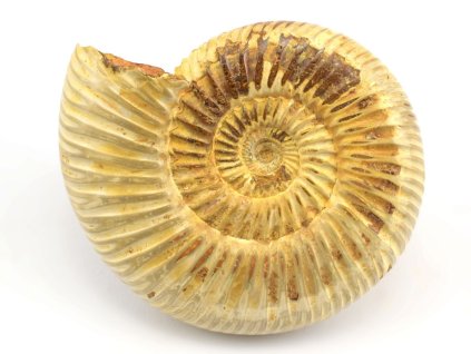 amonit perisphinctes cely 24