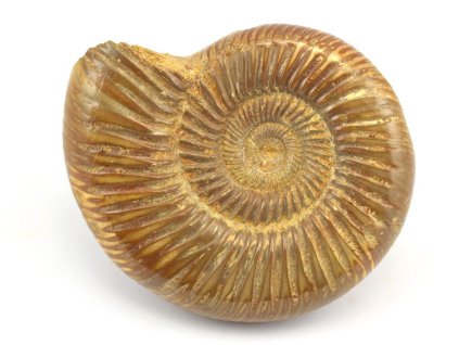 amonit perisphinctes cely 26