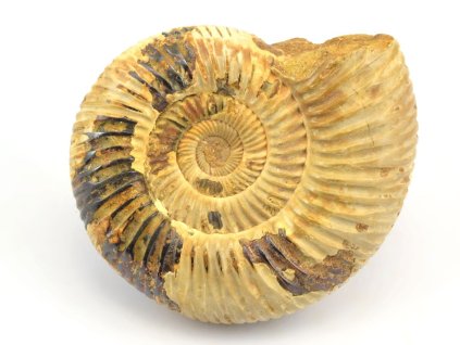 amonit perisphinctes cely 27