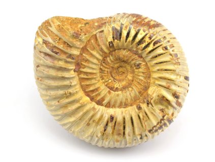 amonit perisphinctes cely 28a