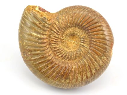 amonit perisphinctes cely 29a