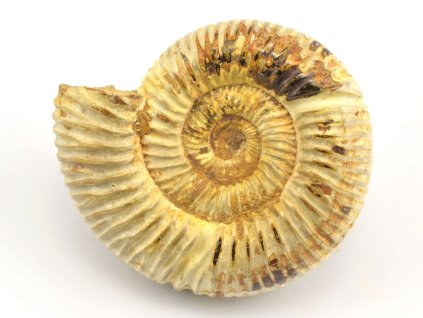 amonit perisphinctes cely 30