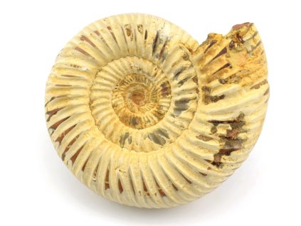 amonit perisphinctes cely 33a