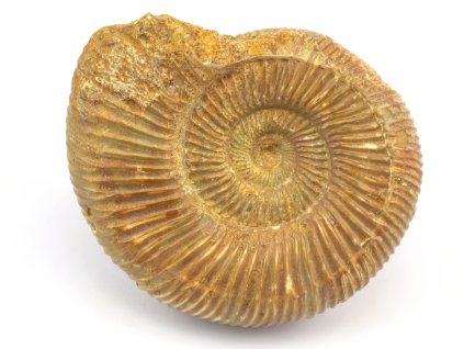 amonit perisphinctes cely 35a