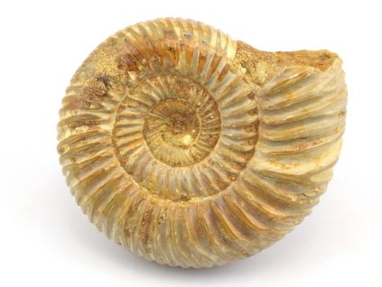 amonit perisphinctes cely 49a
