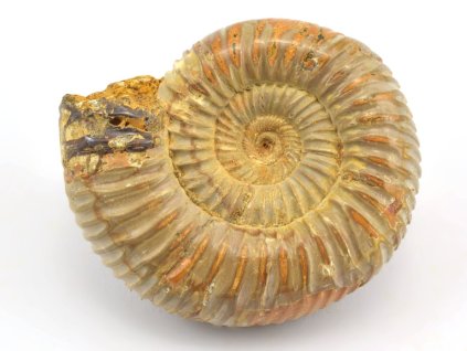 amonit perisphinctes cely 52a